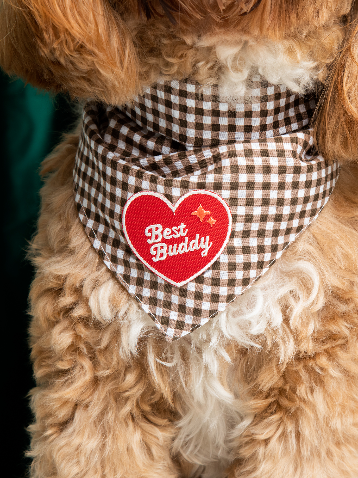 Dog wearing a checkered bandana with a heart-shaped 'Best Buddy' tag.