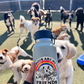 Person holding a water bottle with 'Dogs are my friends' design in front of a group of dogs.