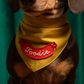 Dog wearing a mustard yellow bandana with a red 'Foodie' patch on a teal background