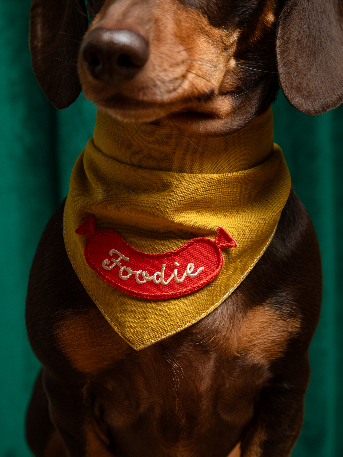 Dog wearing a mustard yellow bandana with a red 'Foodie' patch on a teal background