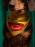 Dog wearing a mustard yellow bandana with a red &