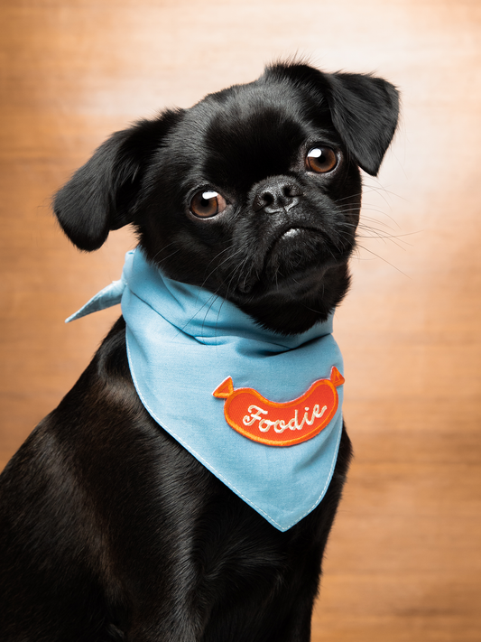 Black dog wearing a blue bandana with 'Foodie' on a wooden background