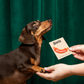 Dog looking at a card held by a person against a green curtain background