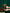 Dog looking at a card held by a person against a green curtain background