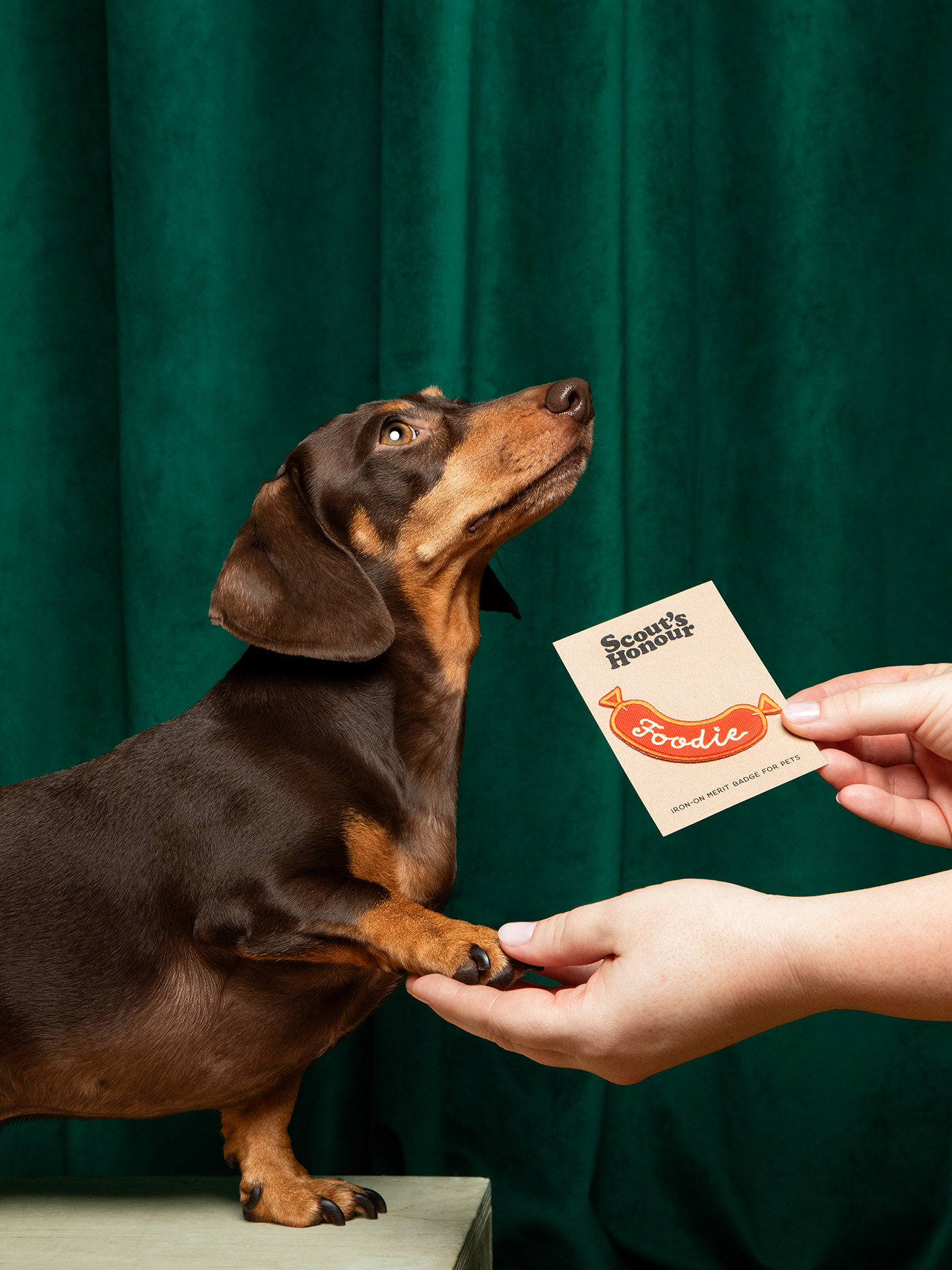 Dog looking at a card held by a person against a green curtain background