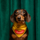 Dachshund wearing a yellow bandana with 'Foodie' on a green background