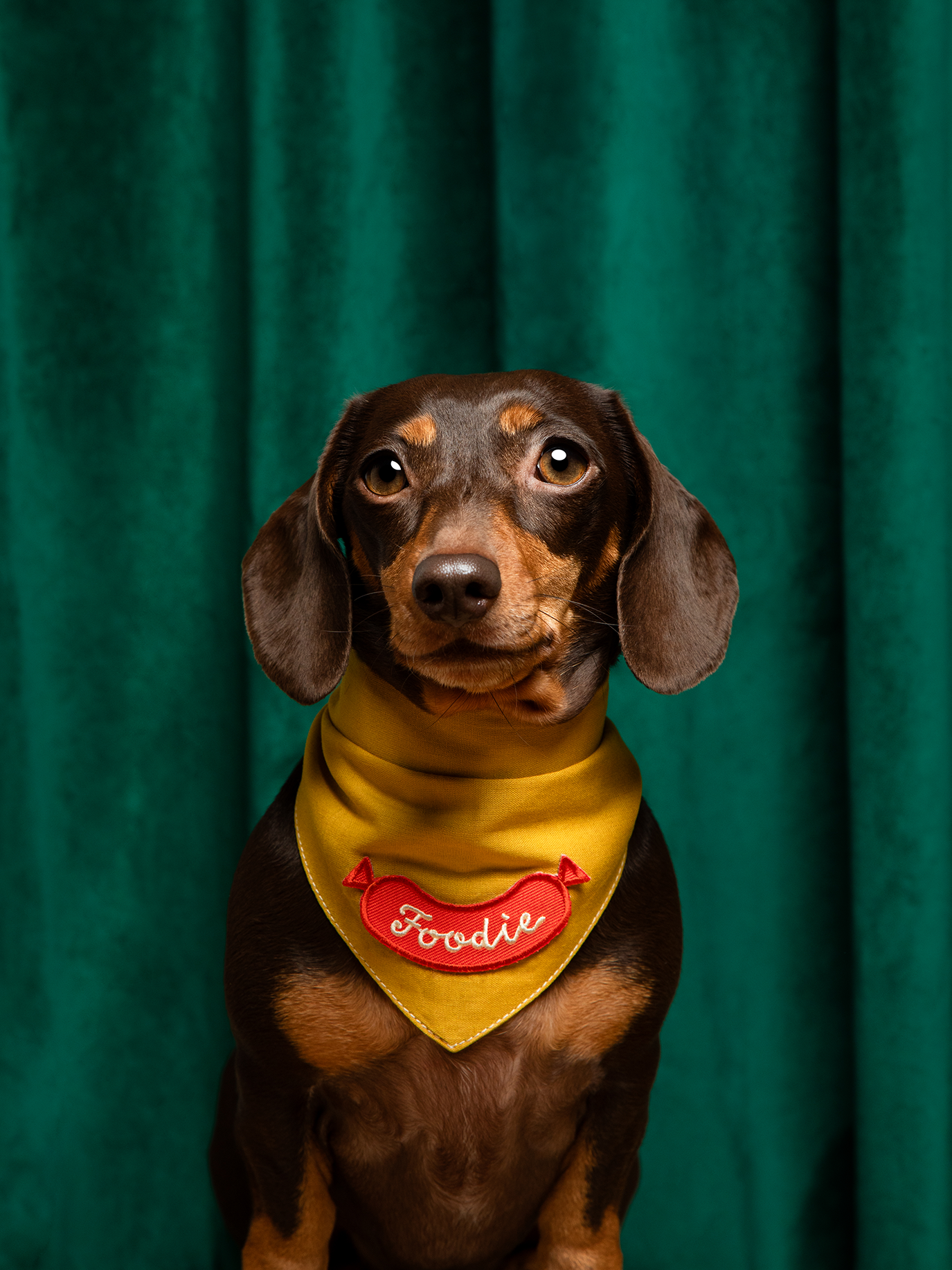Dachshund wearing a yellow bandana with 'Foodie' on a green background