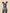 Dog wearing a blue bandana with text on a beige background