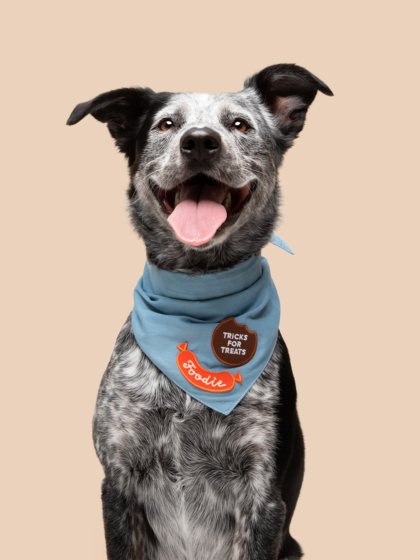 Dog wearing a blue bandana with text on a beige background