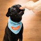 Dog wearing a blue bandana with text on a beige background