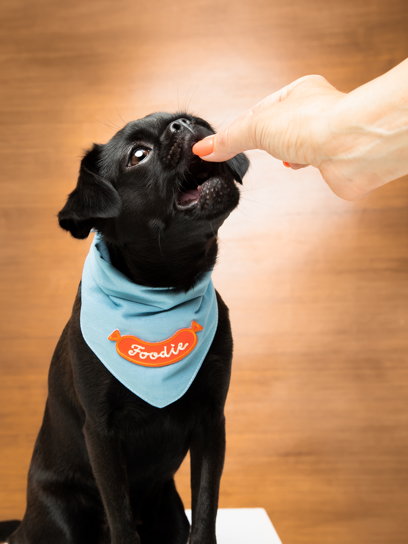 Dog wearing a blue bandana with text on a beige background