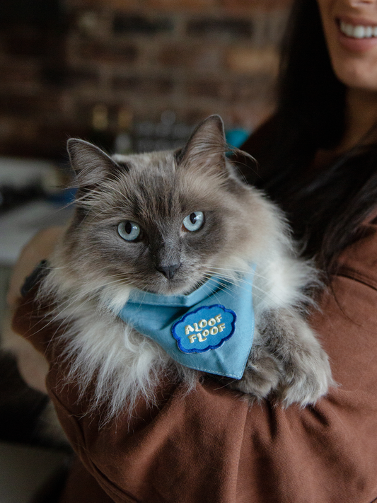 Person holding a cat wearing a blue bandana with a paw print design.