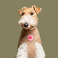 Fur Baby iron-on patch for dogs and cats