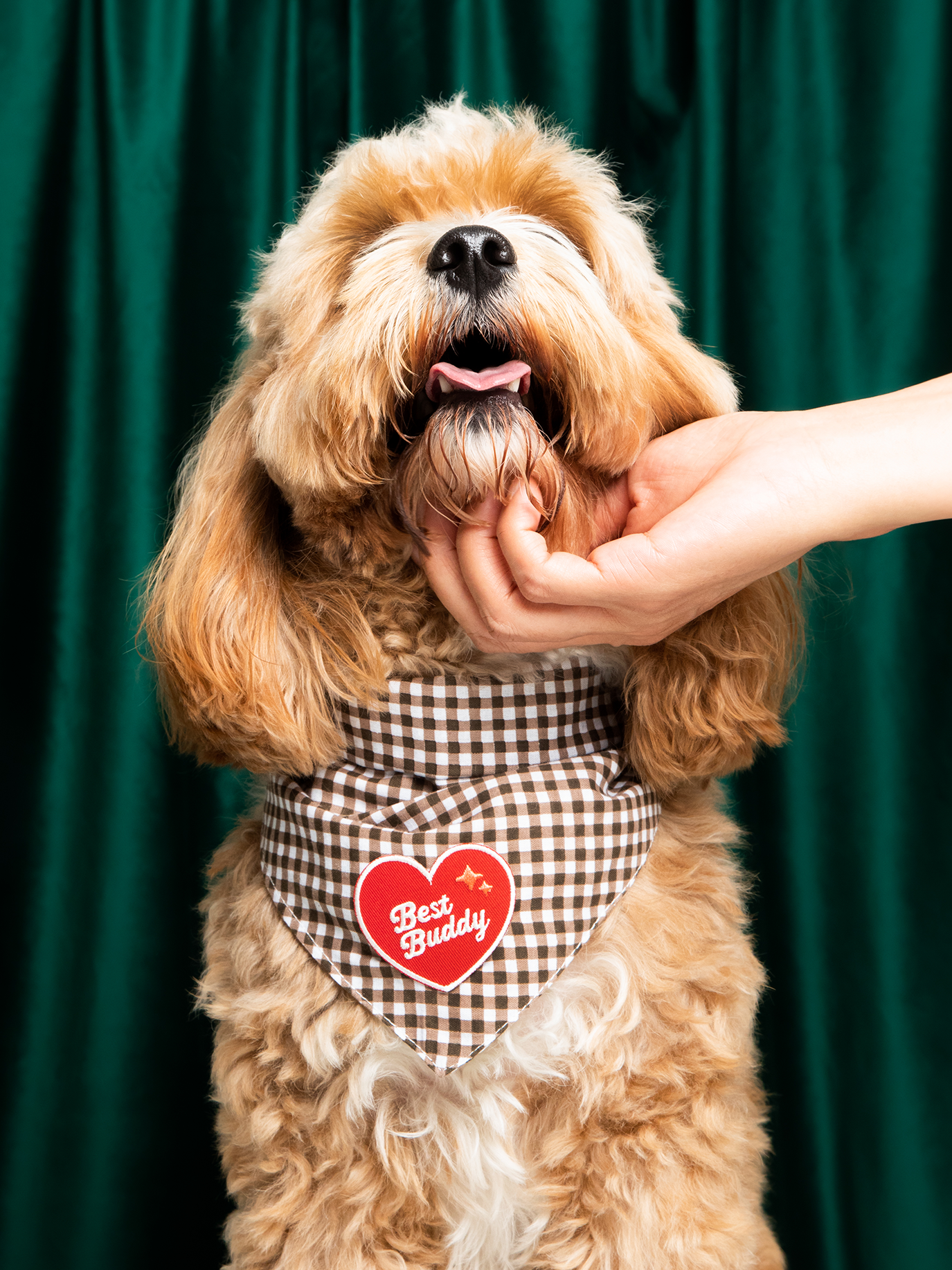 Dog wearing a checkered bandana with a heart design against a green curtain background