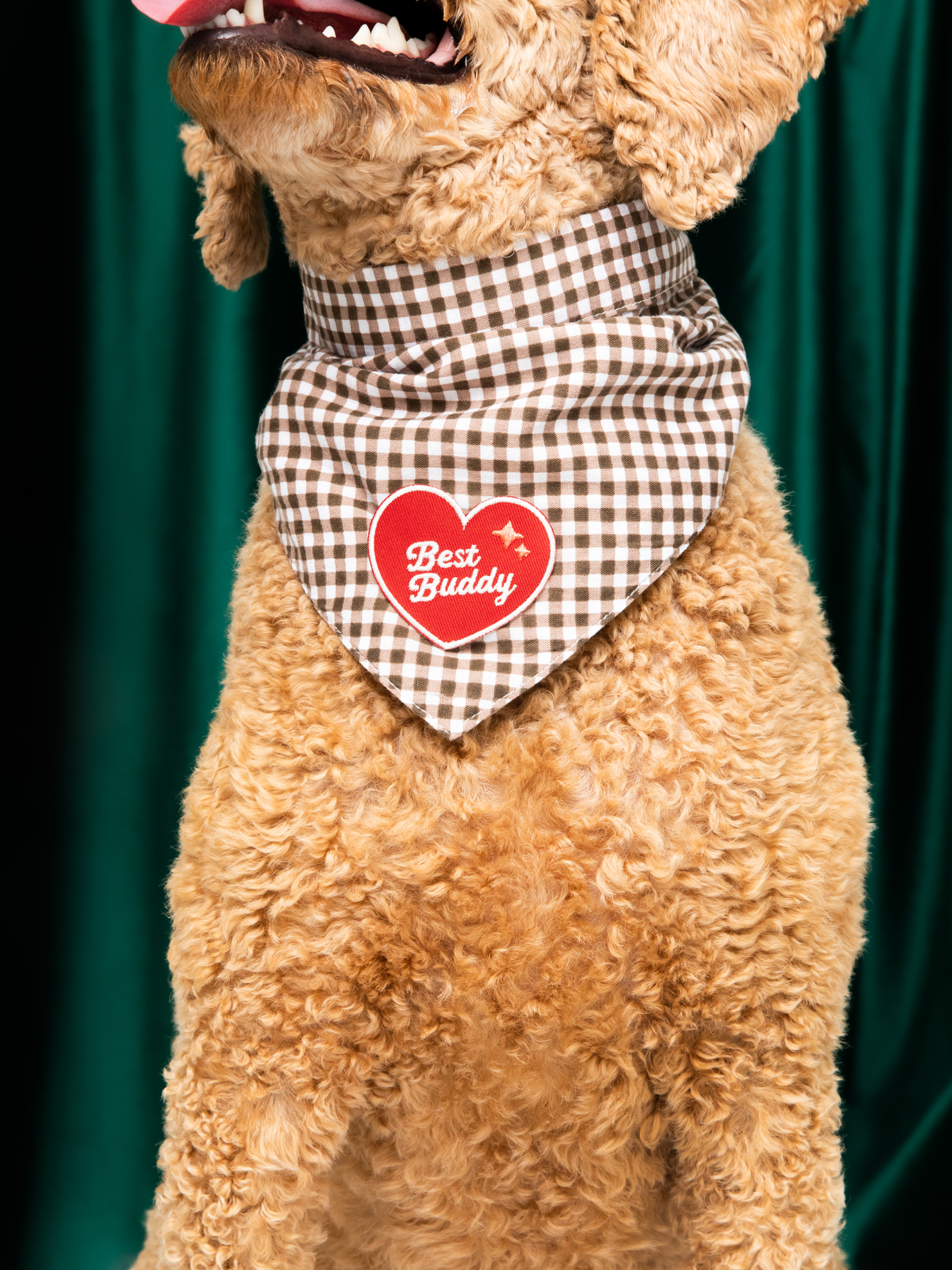 Dog wearing a checkered bandana with a heart-shaped 'Best Buddy' sign against a green curtain background