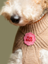 Dog wearing a brown sweater with a pink &